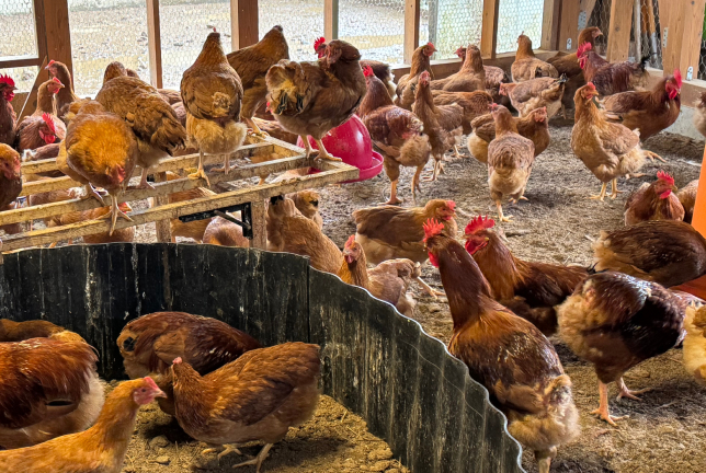 東広島こい地鶏