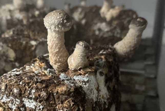 世羅発「松きのこ」