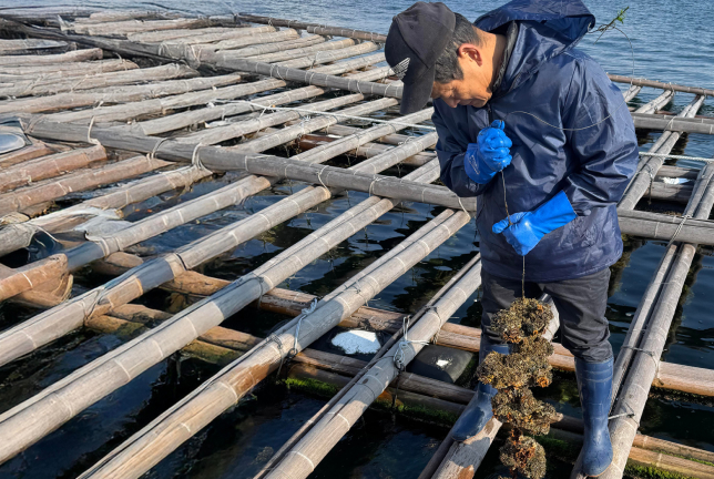 瀬戸内が育てた、広島の牡蠣